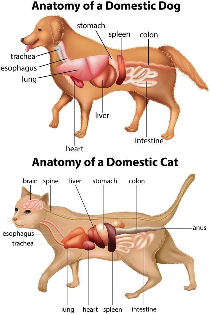 Amazon.com: Anatomy Of Domestic Dog And Cat Educational Chart
