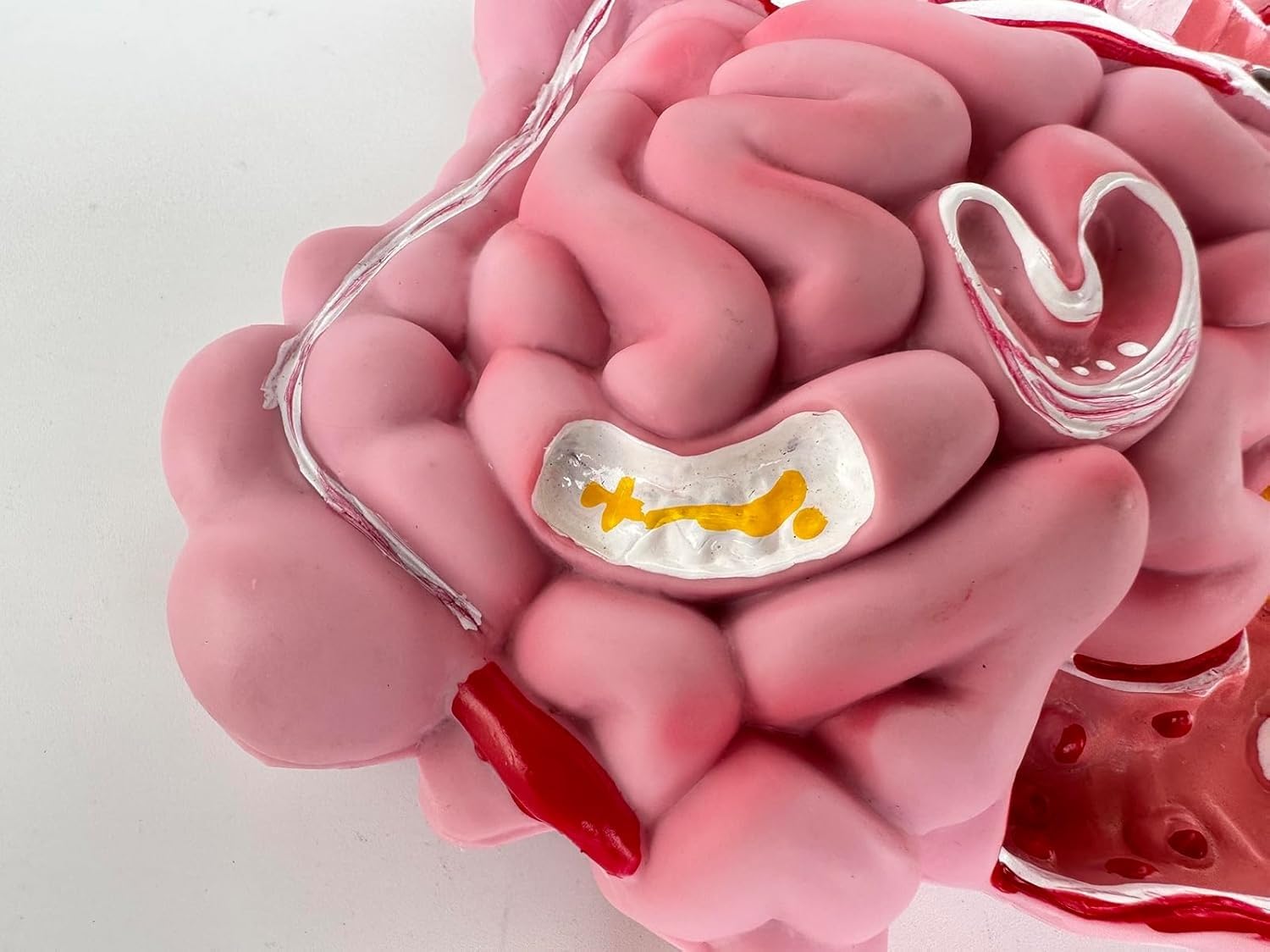 Model układu pokarmowego człowieka, model dydaktyczny przekroju żołądka, wyjmowany model anatomii ludzkiego żołądka, obejmuje przewód pokarmowy i okrężnicę, odpowiedni do wspomaganej nauki.
