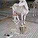 CJWDZ Milking Machine for Goats Cows, Pulsation Vacuum Pump Milker, Milking Supplies W/Stainless Steel Bucket, Portable Suction Machine for Jerseys, Nigerian Dwarfs, Nubian Mix (Goat, 3L)