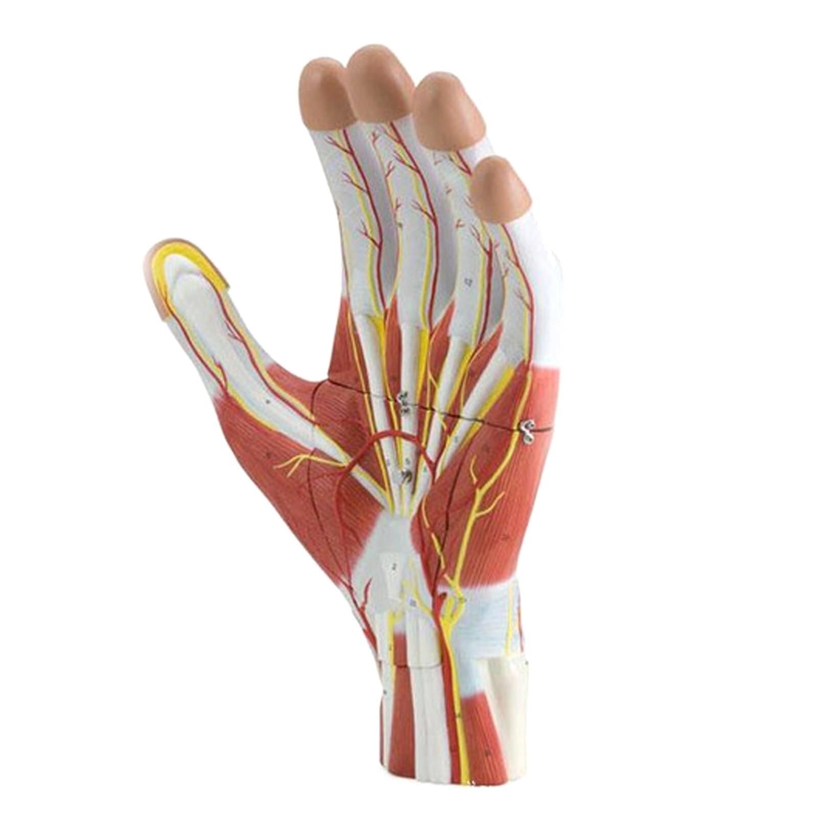 YNIYUJKL 2X Model Of Enlargement Of The Muscular Anatomy Of The Hand With 3 Detachable Parts, Including The Shape Of The Hand, The Muscles, The Blood Vessels, The Nerves