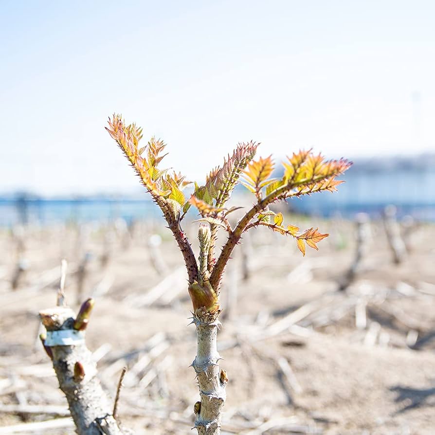 たらのめ image1-m.jpg