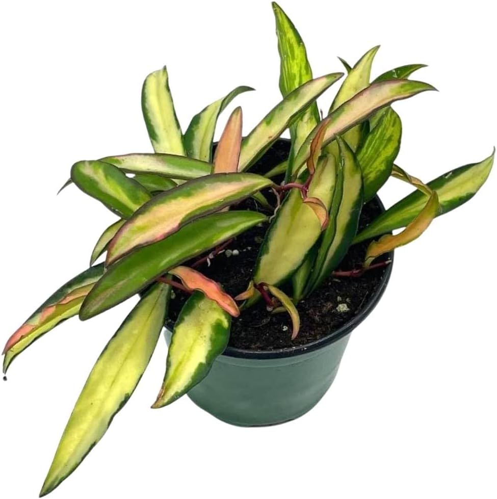 BubbleBlooms Variegated Hoya wayetii, Very Rare Limited Live Plant, in 4 inch Pot