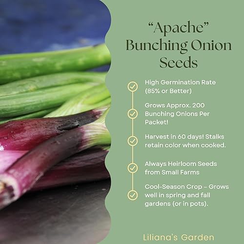 Miniatura 2 de Semillas de cebolla roja "Apache", también conocidas como cebolleta roja o cebolla para ensalada  Semillas de reliquia de Liliana's Garden