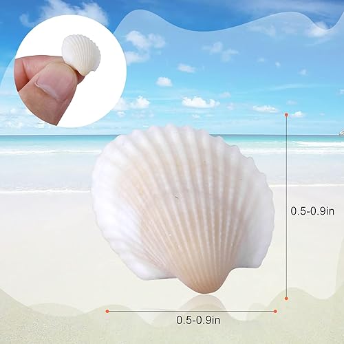 Miniatura 2 de PPCLION 1000pcs Natural Tiny Small Sea Shells White Clam Shells for DIY Craft, Jewelry Making, Home Decor, Vase Fillers