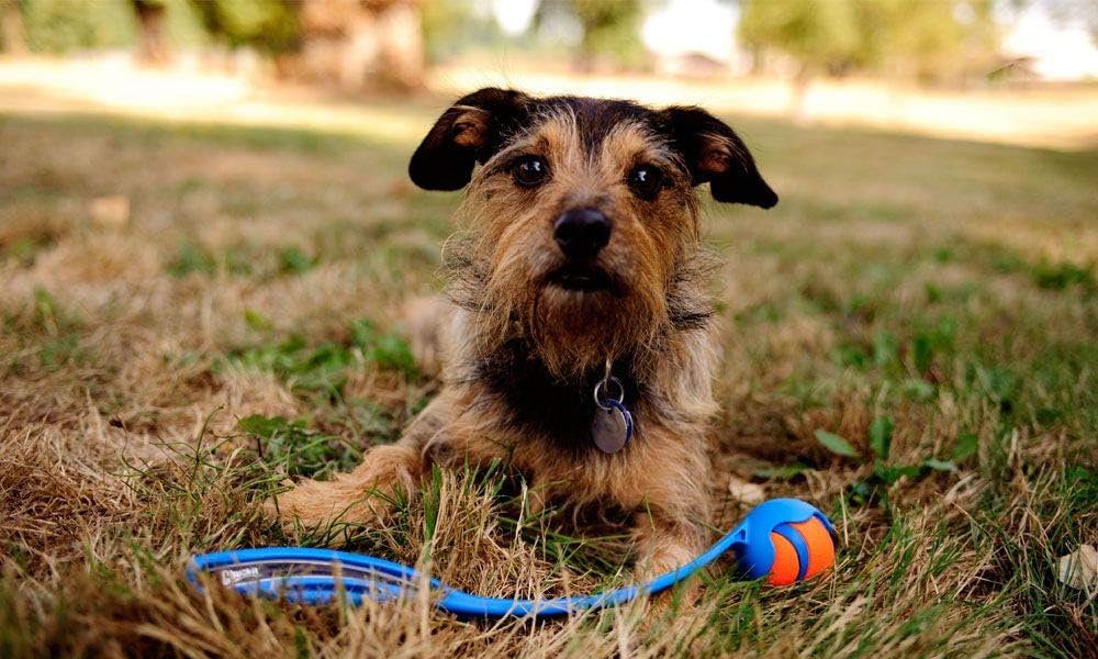 Chuckit! Junior Ball Launcher Assorted Dog Toys, 06100, JUNIOR-18M, JUNIOR-18M : Pet Supplies