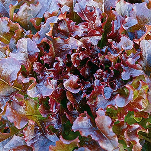 1000 Salad Bowl Red Lettuce Seeds for Planting 2+ Grams of Seeds Non GMO Heirloom Garden Vegetable Survival Baby Greens Bulk