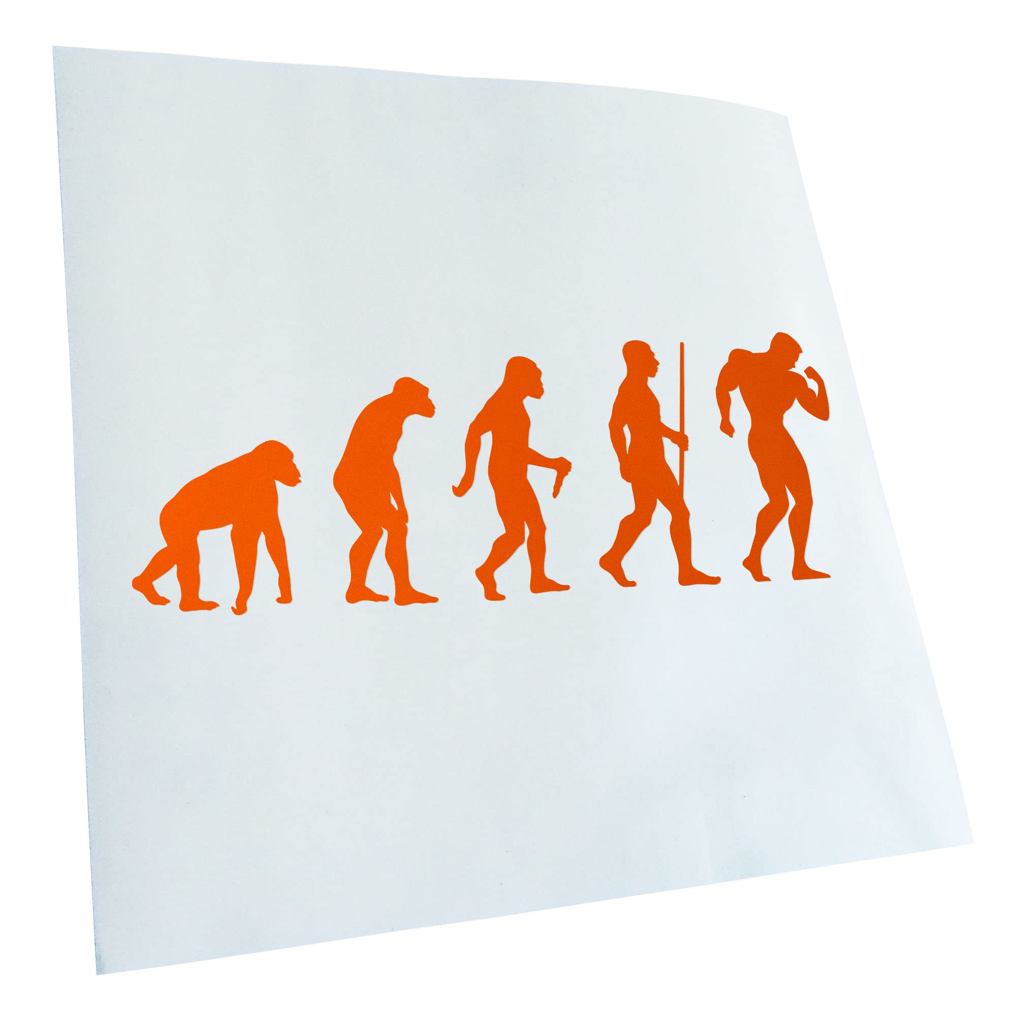 Kiwistar - Car Sticker - Bodybuilding Evolution - Orange - 30 x 11 cm - Rear Window Car Sticker Weatherproof for Car Truck Moped Truck - Sticker Exterior Self-Adhesive Tuning Accessories for Window