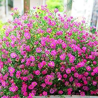 . Nuovo arrivo! Pianta aromatica Gypsophila in Vaso Gissola Paniculata -100 Flores Pz decorazione del giardino di Bonsai Fiore, NK756W: Only Seeds