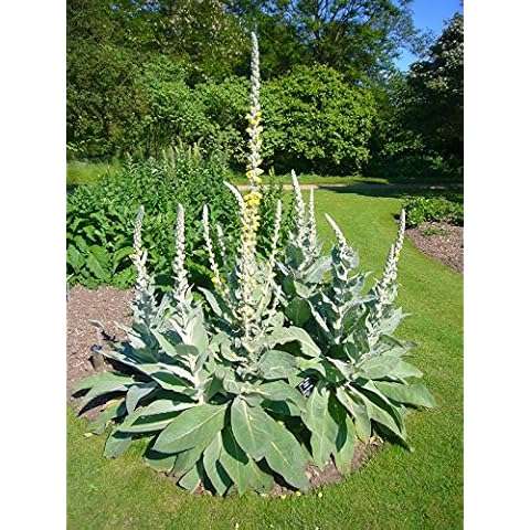 Bulk 100 Seeds Mullein Seed Ornamental Plant Flowering Medicinal Cover