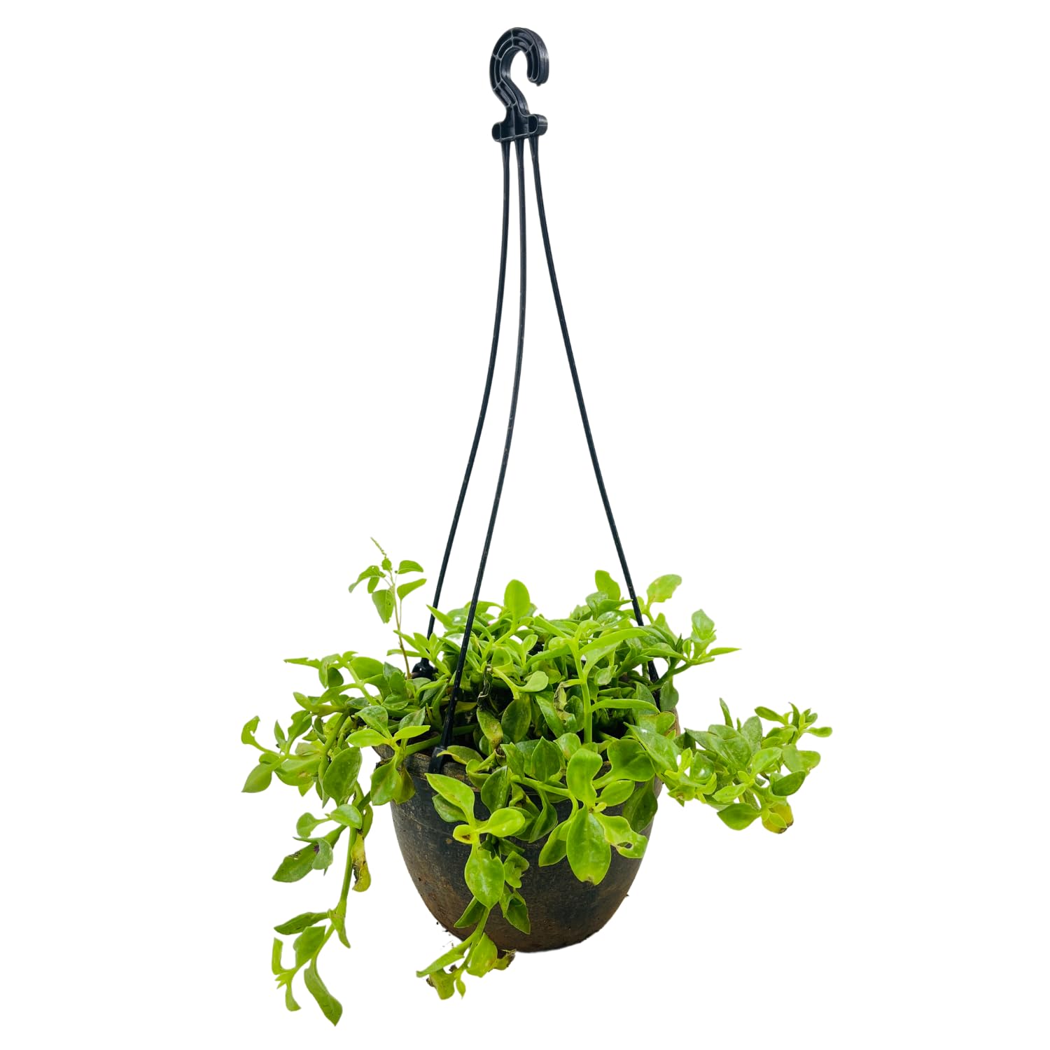See full amazon price history chart for Hug A Plant | Aptenia, Baby Sun Rose Plant- Live Hanging Plant With Pot (Home & Garden) Hug A Plant | Aptenia, Baby Sun Rose Plant- Live Hanging Plant With Pot (Home & Garden) (B0C93PP9V3) Amazon Price History, Amazon Price Tracker