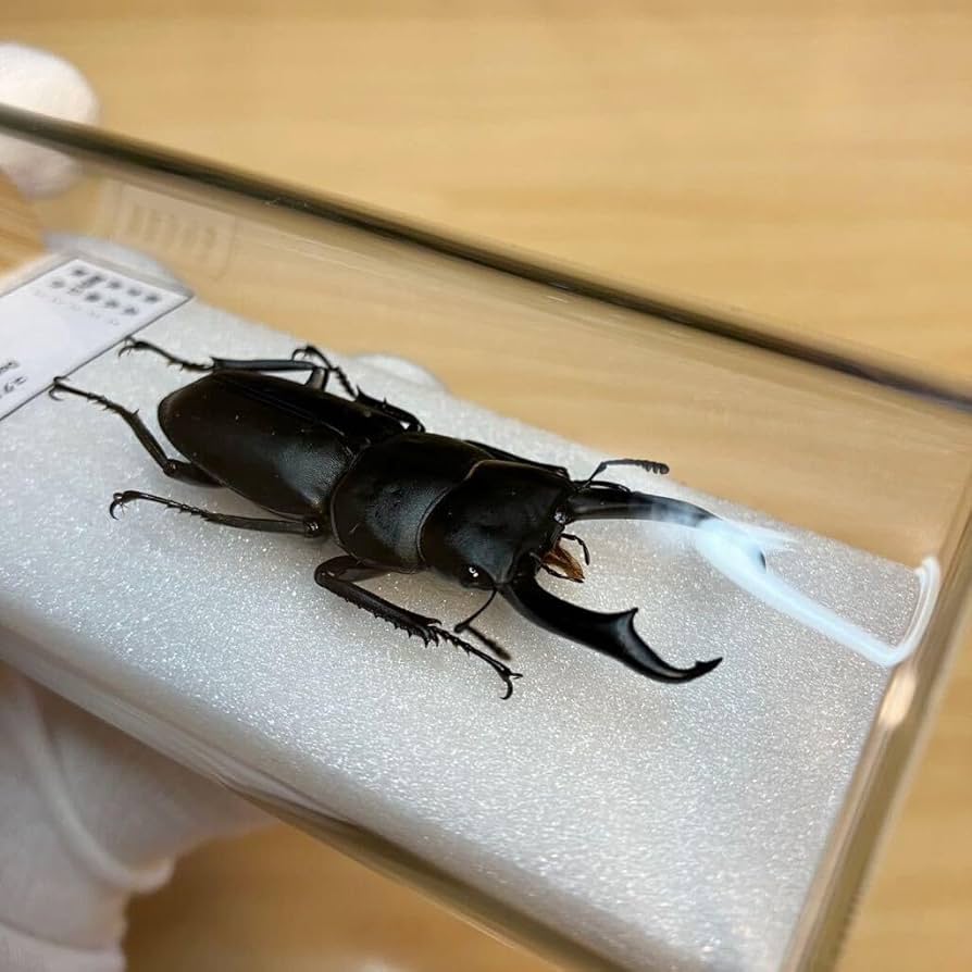 Amazon.co.jp: 昆虫標本コクワガタ ガラスケース入り : ペット用品