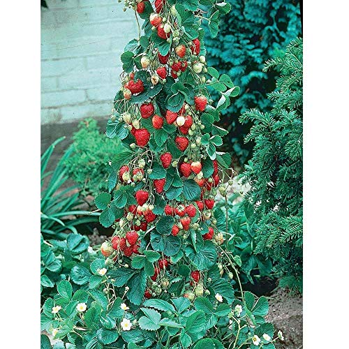 Clim Rosso Fragola Semi 300Pcs