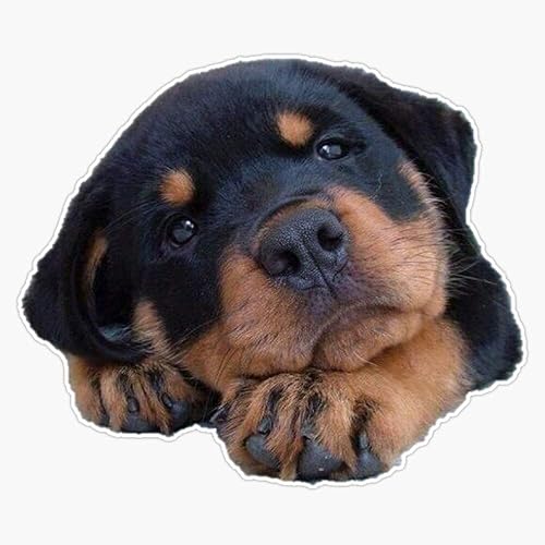 Etiqueta engomada impermeable de vinilo para cachorros Rottweiler de EMC Graphics para coche, portátil, pared, ventana, 5.0in
