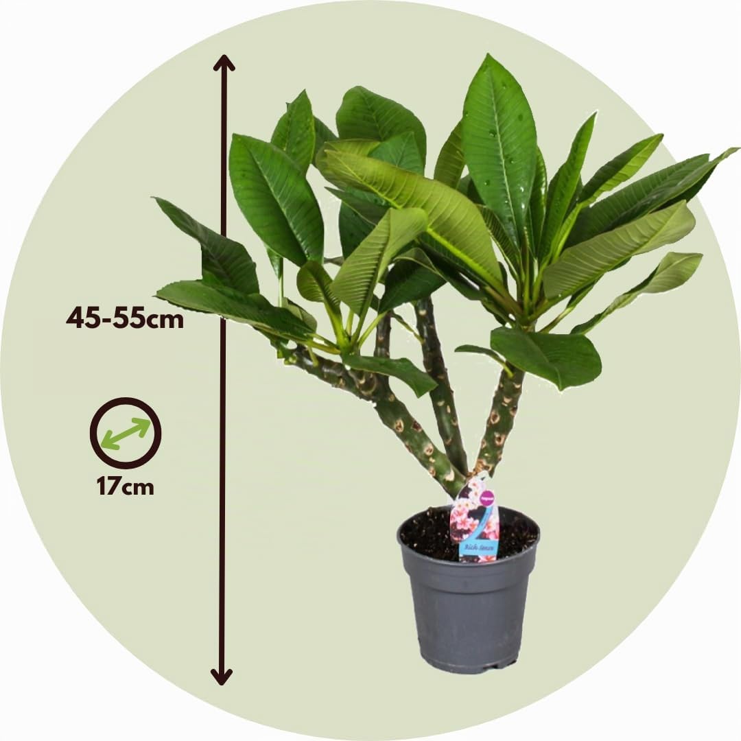 Plant in a Box - Plumeria Frangipani Hawaii - Plante verte interieur vivante fleur - Frangipanier plante exotiques - Pokon - Pot 17cm - Hauteur 45-55cm