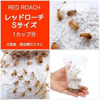 Amazon | (生餌)レッドローチ Sサイズ 1カップ分 爬虫類 大型魚