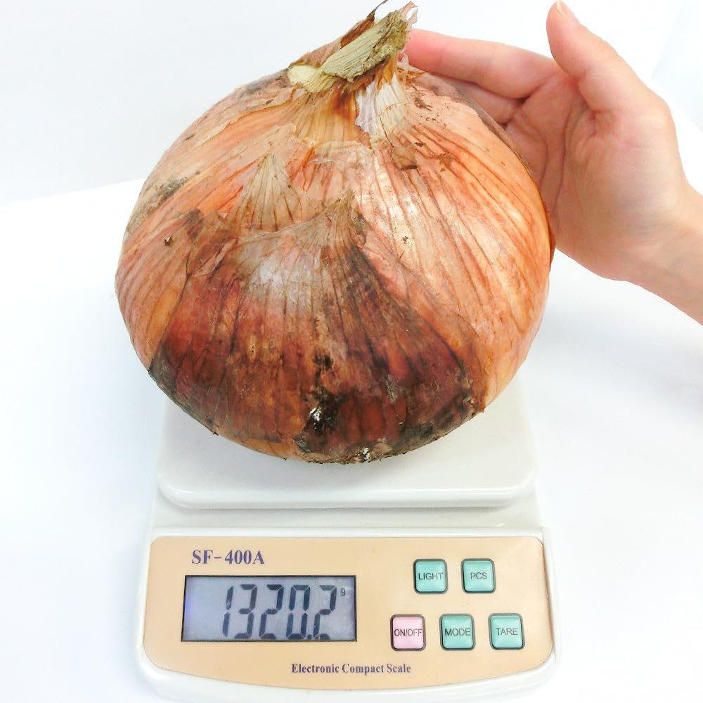 Amazon.co.jp: 玉ねぎ苗（中晩生）大玉 F1メガオニオン 100本 / 国華園