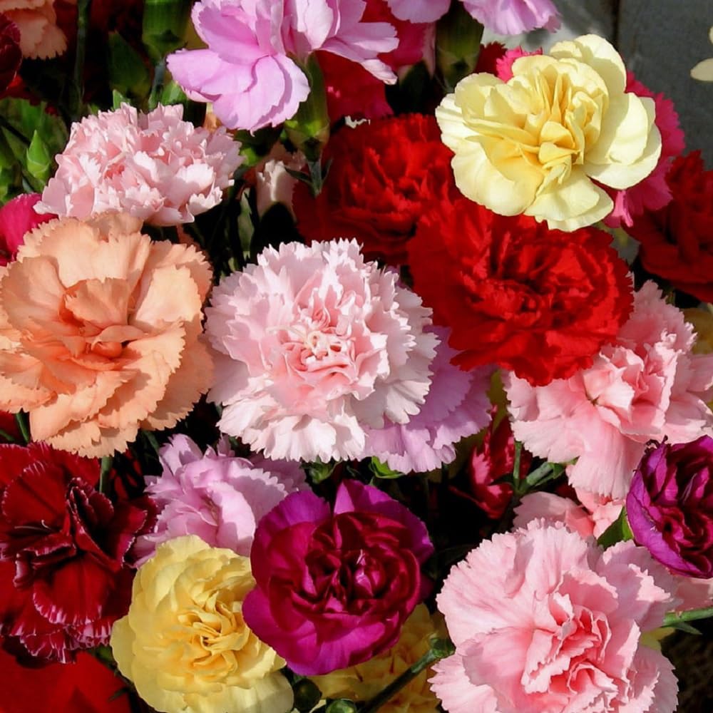 See full amazon price history chart for Carnation Mixed Color Hybrid Flower Seeds For All Season Carnation Mixed Color Hybrid Flower Seeds For All Season (B0CC9KJFWF) Amazon Price History, Amazon Price Tracker