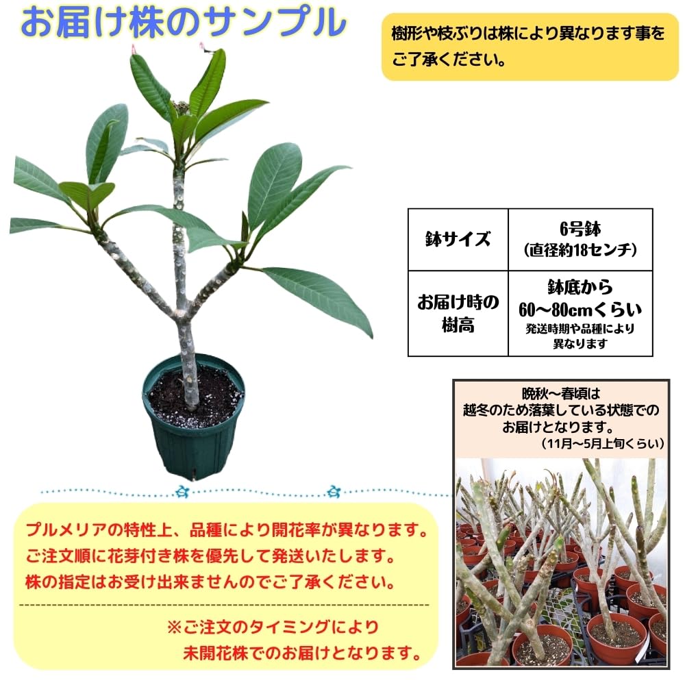 Amazon.co.jp: ＼安心の越冬株／ 特別セレクト プルメリア ミニ