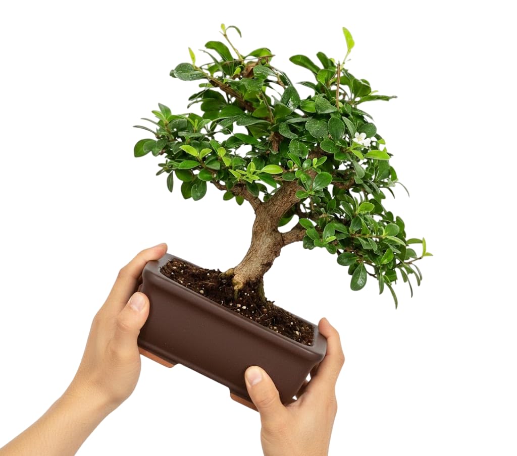 Armonía Verde – Bonsái Carmona microphylla Natural para Interior | Bonsái Té de Fukien Decorativo Elegante y Fácil Mantenimiento DECOALIVE