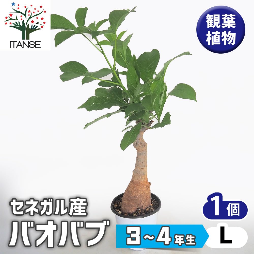 Botanical Baobab CD ボタニカル　バオバブ Botanical Baobab CD ボタニカル バオバブ