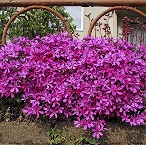 Niedrige Flammenblume Atropurpurea - Phlox subulata - lebende Gartenpflanze aus den Baumschulen