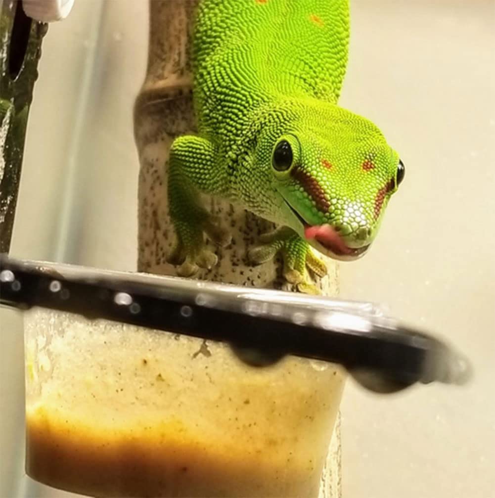 SLSON Reptilien Futternäpfe 100 Stück - Kleine Futterbecher 14,2ml Für Geckos & Bartagamen | Schwarz