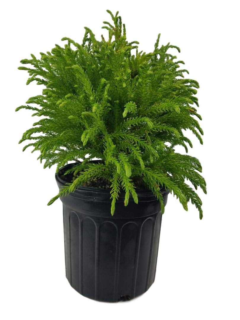 Globosa Nana Dwarf Cryptomeria