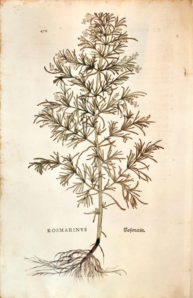Romarin de Leonhard Fuchs impression d'art de qualite superieure au format 60x90cm - 5