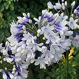 GardenersDream Agapanthus Twister African Blue Lily Plant - Healthy Outdoor Garden Ready Plants - Hardy Perennial Plant for Borders and Patios - Summer Flowering Shrub in 9cm Pot (10-20 cm)