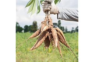 QAUZUY GARDEN 10 Manihot Esculenta Seeds, Organic Heirloom Cassava Leaf Seeds