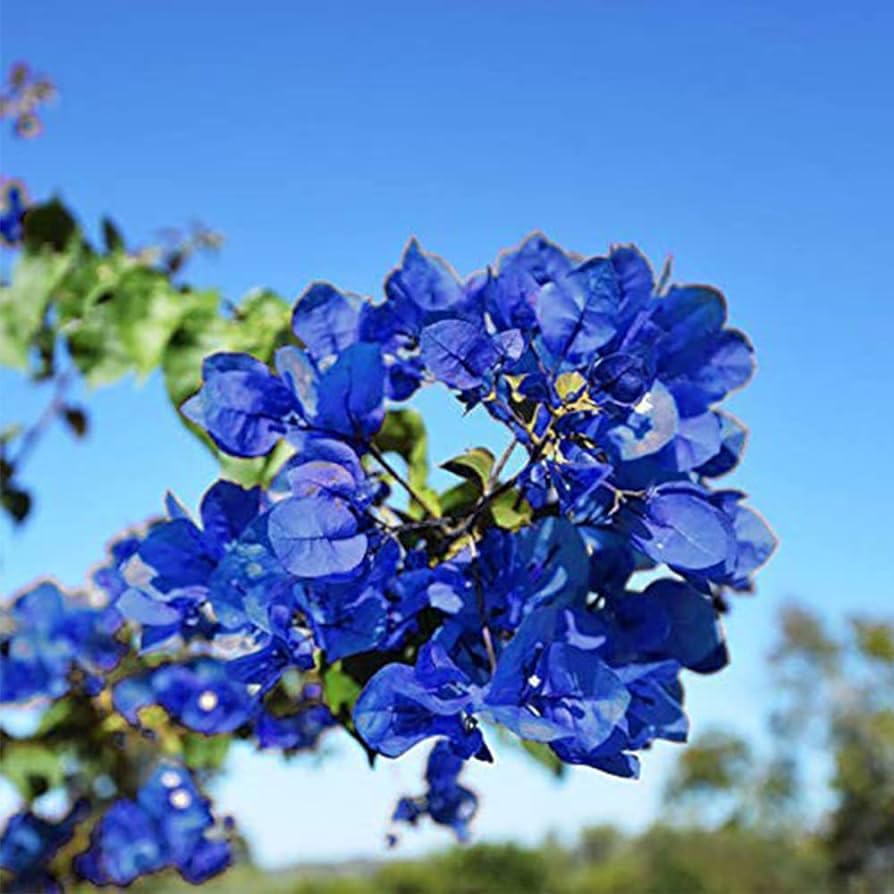 Blue Bougainvillea Plant (B0D8FW7P8Q) Amazon Price History, Amazon Price Tracker