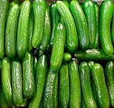 US Grown! 40+ Persian Beit Alpha (a.k.a. Lebanese) Cucumber Seeds Heirloom Non-GMO Burpless Sweet Non-Bitter and Acid Free, Crispy and Sweet, Fragrant and Delicious, Cucumis sativus, Grown in USA!
