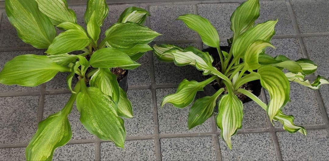 ☘️ホスタ　抜き苗 Amazon｜ホスタ ギボウシ苗、抜き苗（ ）（斑入り5株）｜観葉植物