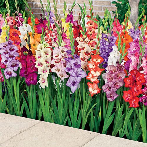 ZABBUS Gladiolus Flower Bulb Hybrid All Season Pack Of 10 By Zabbus Mix Color (B0BP5LT4CK) Amazon Price History, Amazon Price Tracker