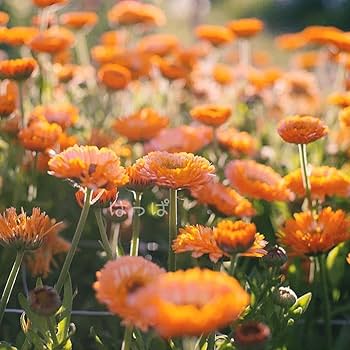 【かなさん専用】【長期掲載品セール】ビーナスルチル　キラキラ花火　14mm Cancer -蟹座- Beads Bracelet With Charm | Pasand by ne