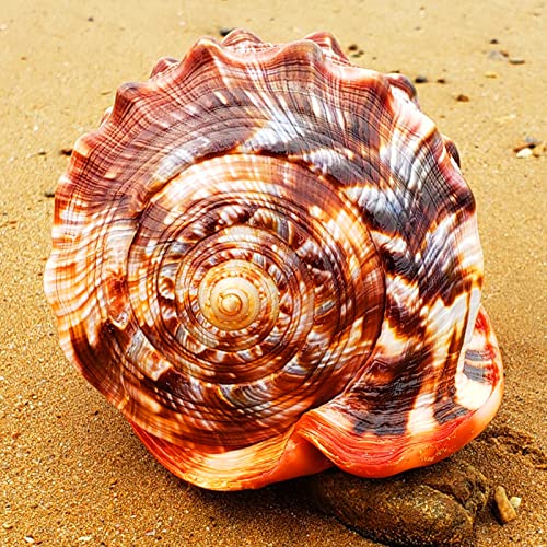 Jqaqju Conch Shell 5"-5.5" Large Seashells Natural For Display Collectible Figurines Fish Tank Wedding Decor Beach Theme Party Home Decorations #TOP4
