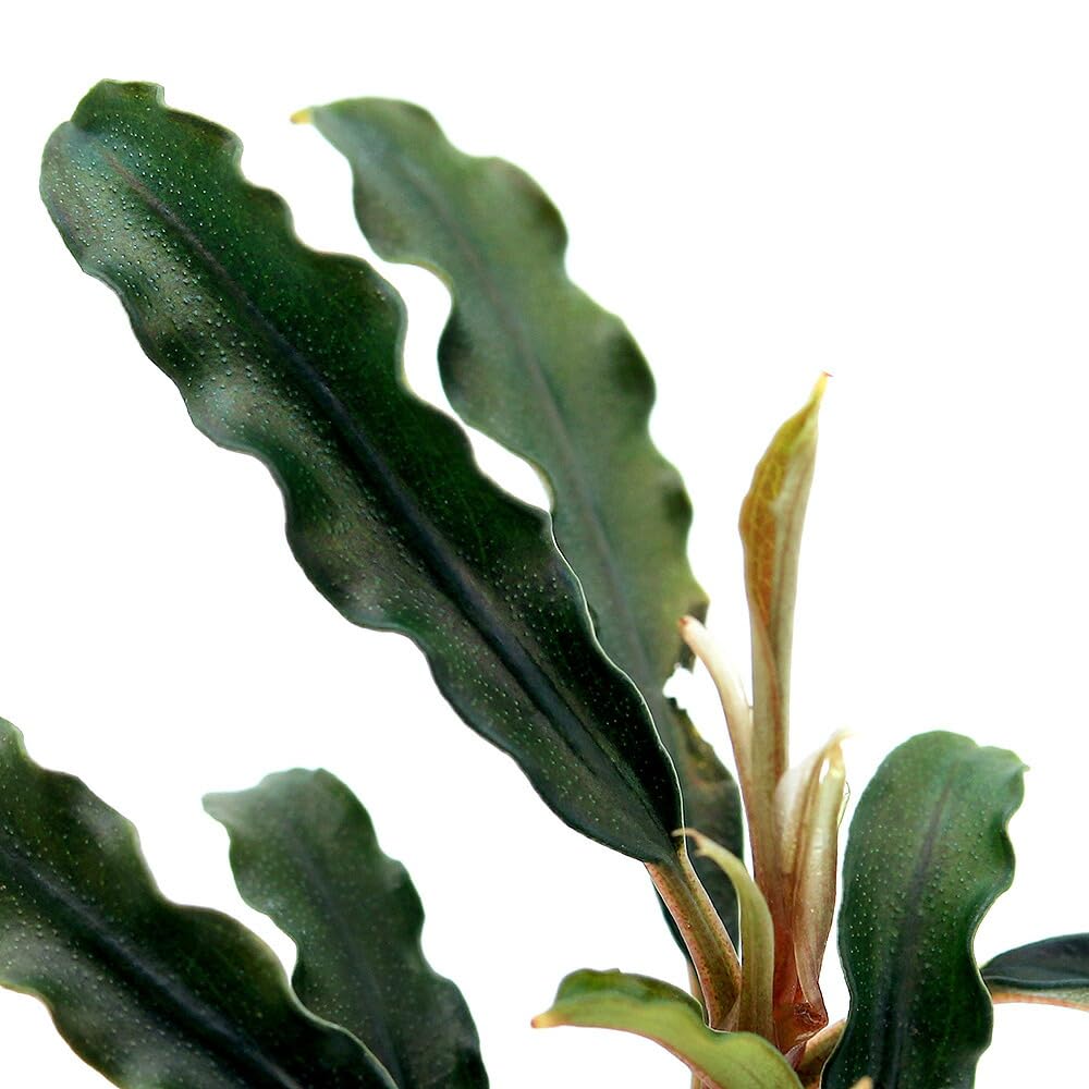 Amazon.co.jp: （水草）ブセファランドラsp．ダークベルベット