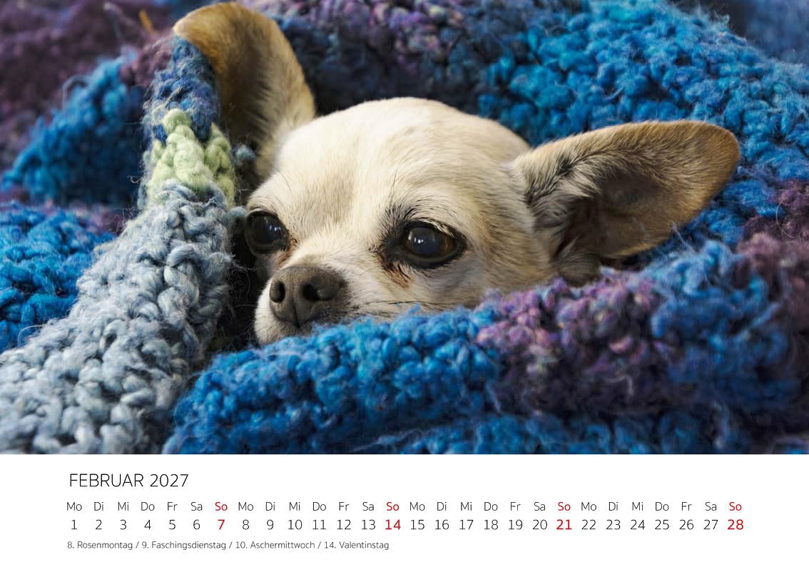 Edition Seidel Kalendarz premium Chihuahua 2027 DIN A4, niemiecki kalendarz ścienny pies pies szczeniak rasa psów zwierząt domowych