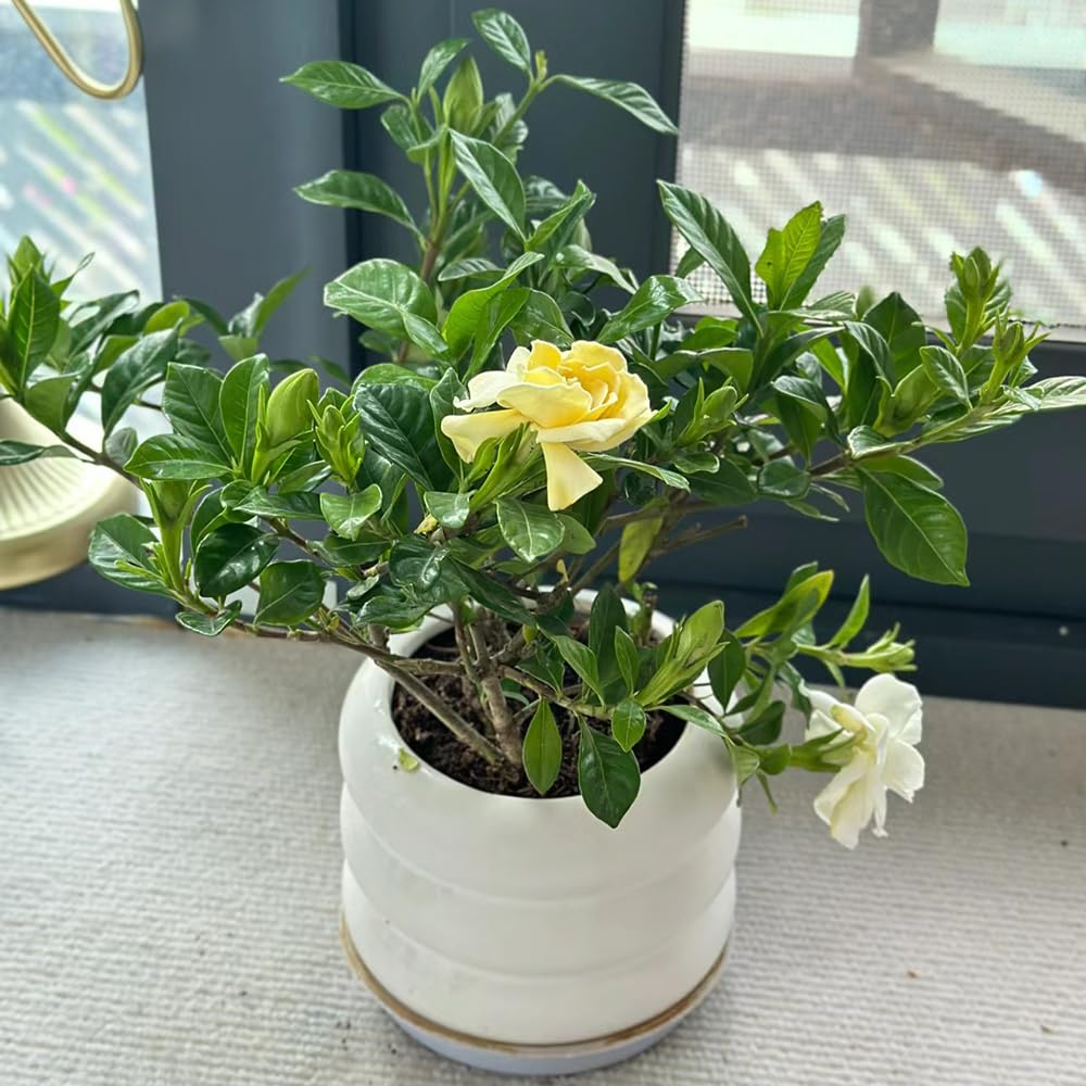 gardenia - primavera trepadora colgantes, resistentes balcón 20planta
