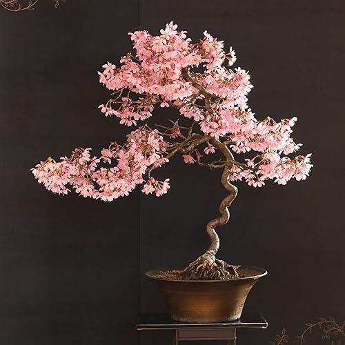 20 semillas de bonsái raras de flor de cerezo japonesa – Árbol de flores rosadas, semillas de bonsái Sakura