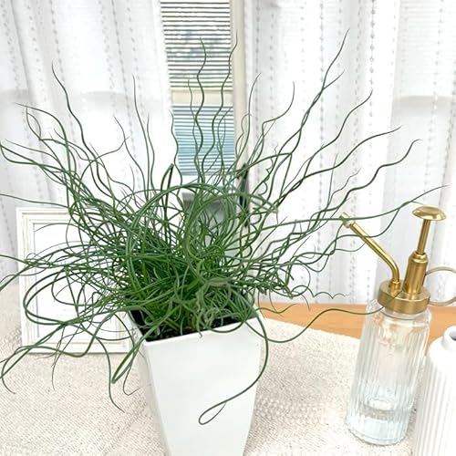 ϗtA ZC 4 XpC ϗtA ӐA  蕨 v[g CeA 