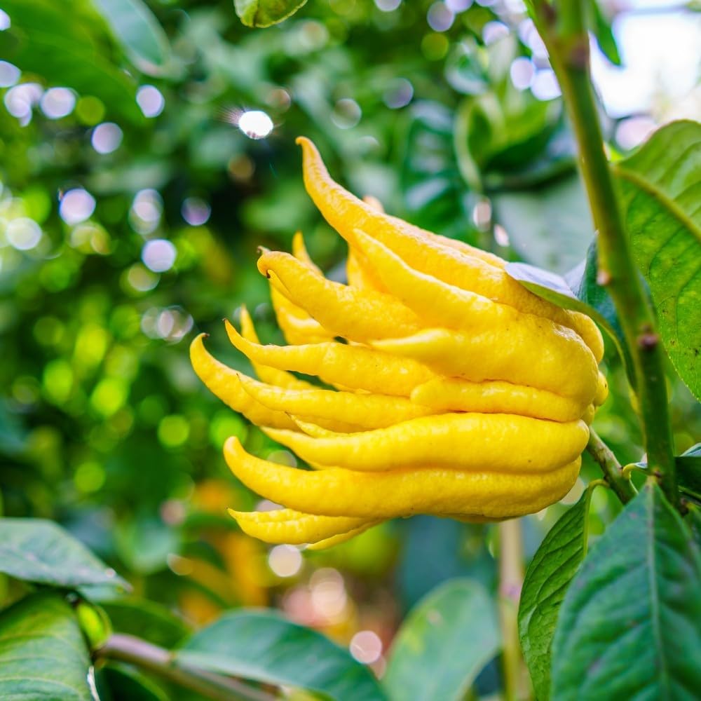 PIANTA DI LIMONE MANO DI BUDDHA innesto basso in vaso 20 (foto reali)