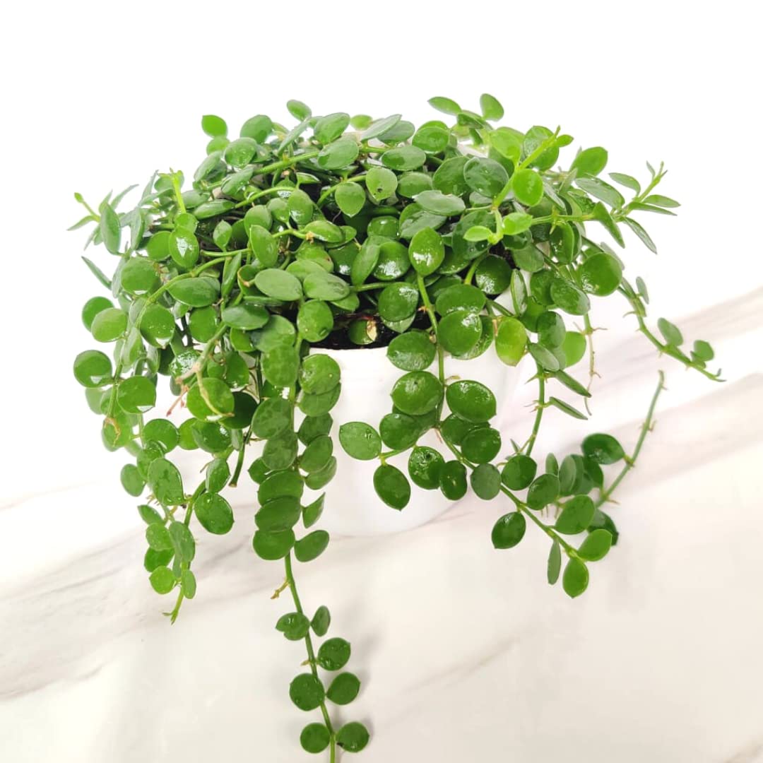 CAPPL Live Dischidia Nummularia (String of nickels) Rare Indoor Plant With Hanging Plastic Pot For Home, Office (B0BLHGV2VW) Amazon Price History, Amazon Price Tracker