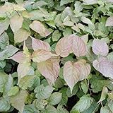 Red Beauty Kolomikta Kiwi - Female - Actinidia - Hardy - 2.5