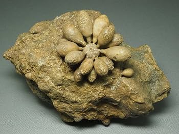 ウミユリ 化石 棘皮動物 重さ682 g 大きさ 約18x16 cm モロッコ産 ウミユリ 化石 棘皮動物 重さ682 g 大きさ 約18x16 cm モロッコ