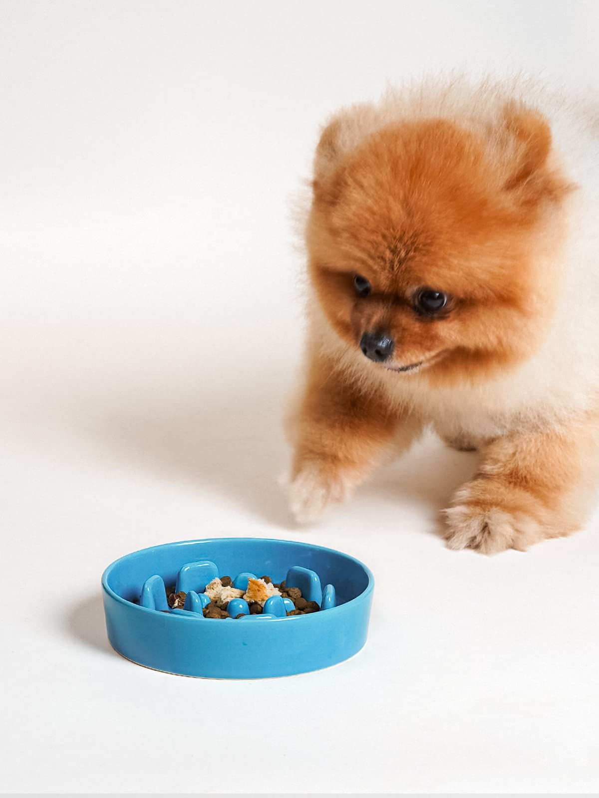 LE TAUCI Hondenbakken Slow Feeder Keramiek, 1,5 kopjes Slow Feeding Hondenbak Klein Medium Ras, Puppy Bowl voor Snelle Eaters, Schedel Zwart