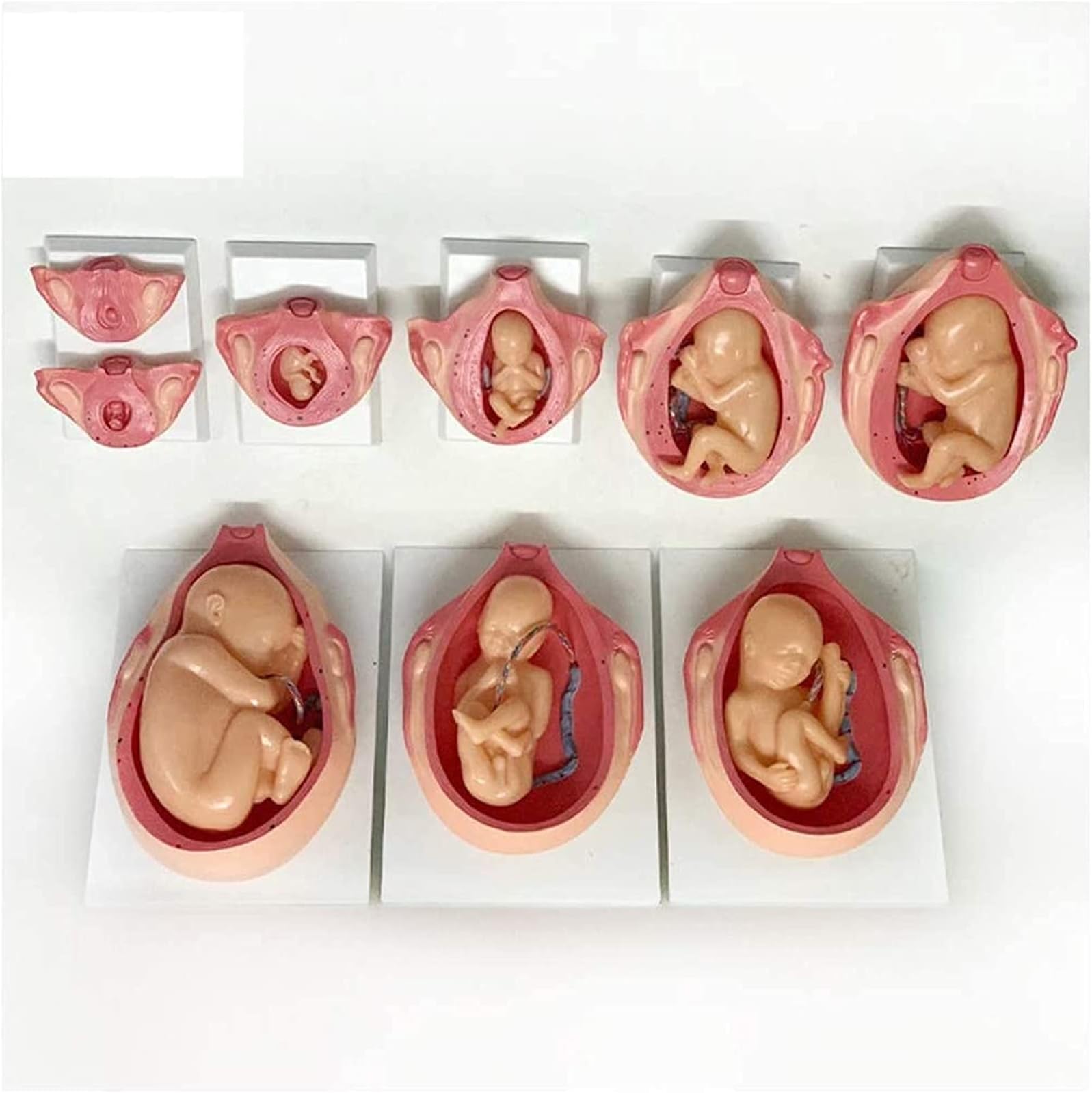 Human Model, Study Model Development Process of Anatomical Fetal Pregnancy Model - Pregnancy Embryo Development Model - Fetal Development Process