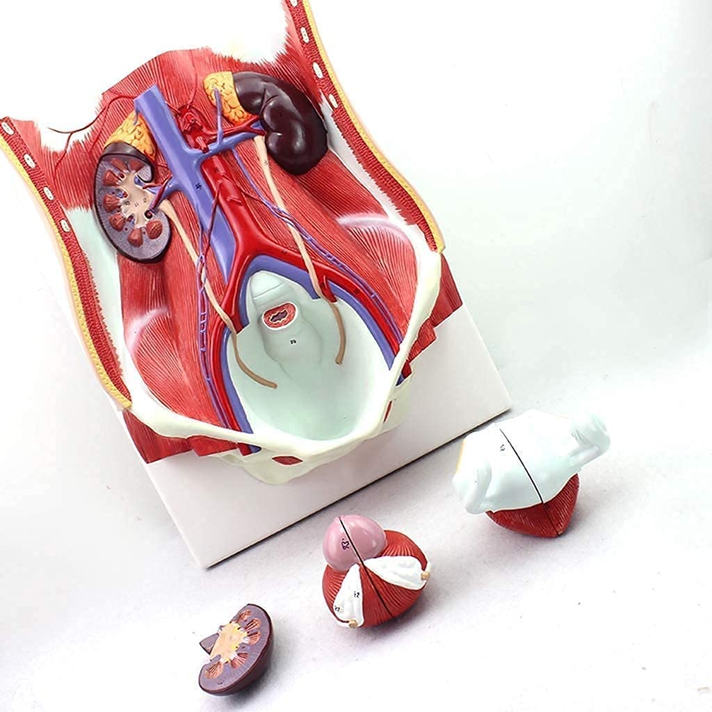 GTHTUHFD Anatomy Model, Educational Dolls Entral Wall Organ Model Human Organ Urinary Model Genitourinary Teaching Demonstration Model For Medical Demonstration Skeleton Mode