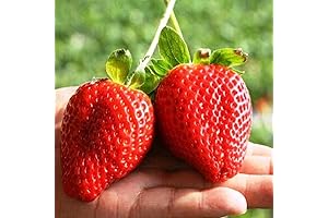 Giant Garden Strawberry - Live Plants for Planting
