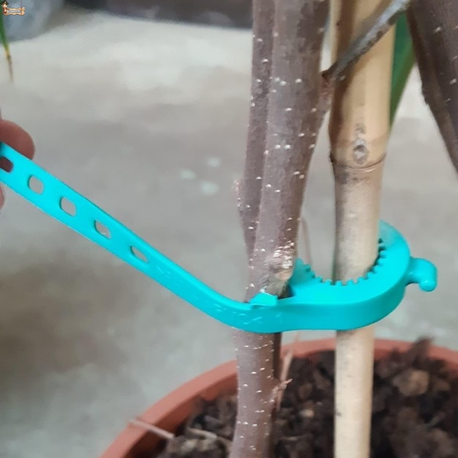 BricoLoco.com Flangia elastica intornata Piante e Tagli. Regolabile e Riutilizzabile. Clip per unire il Tallo al Sistema Tutore, guidato, Atato. (50, lunghezza 17,5 cm)
